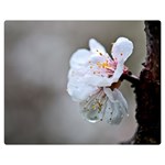 Rainy Day Of Hanami Season Double Sided Flano Blanket (Medium)  60 x50  Blanket Front