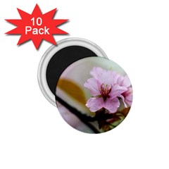 Soft Rains Of Spring 1 75  Magnets (10 Pack)  by FunnyCow