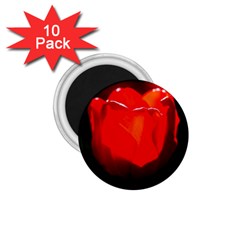 Red Tulip A Bowl Of Fire 1 75  Magnets (10 Pack)  by FunnyCow