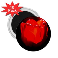 Red Tulip A Bowl Of Fire 2 25  Magnets (10 Pack)  by FunnyCow