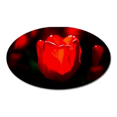 Red Tulip A Bowl Of Fire Oval Magnet by FunnyCow