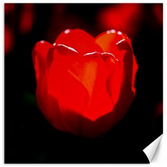 Red Tulip A Bowl Of Fire Canvas 16  X 16  by FunnyCow