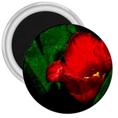 Red Tulip After The Shower 3  Magnets by FunnyCow