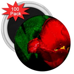 Red Tulip After The Shower 3  Magnets (100 Pack) by FunnyCow