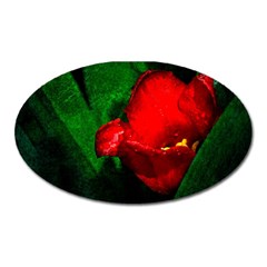 Red Tulip After The Shower Oval Magnet by FunnyCow