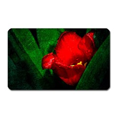 Red Tulip After The Shower Magnet (rectangular) by FunnyCow