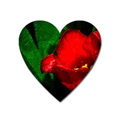 Red Tulip After The Shower Heart Magnet by FunnyCow