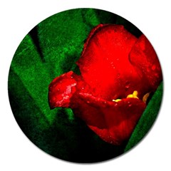 Red Tulip After The Shower Magnet 5  (round) by FunnyCow