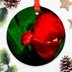 Red Tulip After The Shower Round Ornament (two Sides) by FunnyCow