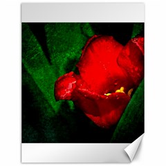 Red Tulip After The Shower Canvas 12  X 16  by FunnyCow