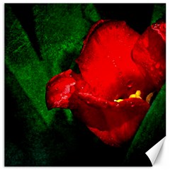 Red Tulip After The Shower Canvas 20  X 20  by FunnyCow