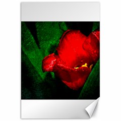 Red Tulip After The Shower Canvas 20  X 30  by FunnyCow