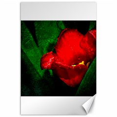 Red Tulip After The Shower Canvas 24  X 36  by FunnyCow