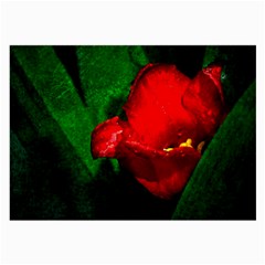 Red Tulip After The Shower Large Glasses Cloth (2-side) by FunnyCow