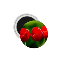 Three Red Tulips, Green Background 1 75  Magnets by FunnyCow