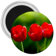 Three Red Tulips, Green Background 3  Magnets by FunnyCow