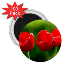 Three Red Tulips, Green Background 2 25  Magnets (100 Pack)  by FunnyCow