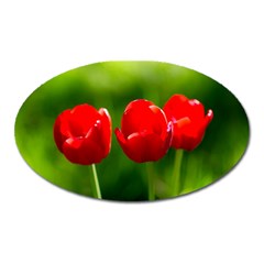 Three Red Tulips, Green Background Oval Magnet by FunnyCow