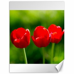 Three Red Tulips, Green Background Canvas 18  X 24  by FunnyCow