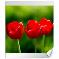 Three Red Tulips, Green Background Canvas 20  X 24  by FunnyCow