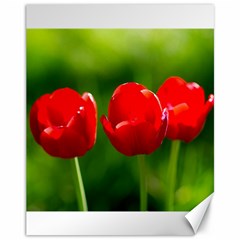 Three Red Tulips, Green Background Canvas 11  X 14  by FunnyCow