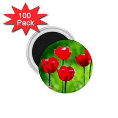 Red Tulip Flowers, Sunny Day 1 75  Magnets (100 Pack)  by FunnyCow