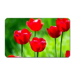 Red Tulip Flowers, Sunny Day Magnet (rectangular) by FunnyCow