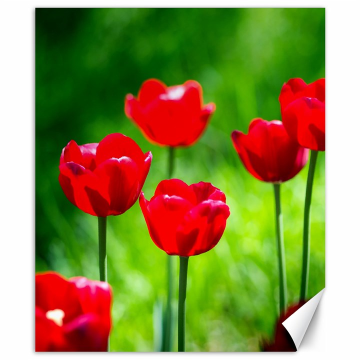 Red Tulip Flowers, Sunny Day Canvas 8  x 10 