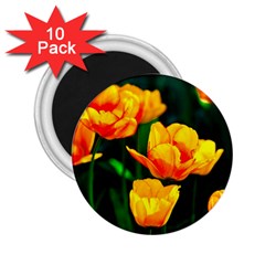 Yellow Orange Tulip Flowers 2 25  Magnets (10 Pack)  by FunnyCow