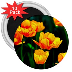 Yellow Orange Tulip Flowers 3  Magnets (10 Pack)  by FunnyCow