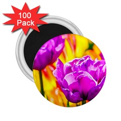 Violet Tulip Flowers 2 25  Magnets (100 Pack)  by FunnyCow