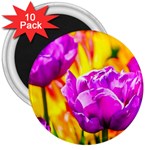 Violet Tulip Flowers 3  Magnets (10 pack)  Front