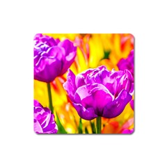 Violet Tulip Flowers Square Magnet by FunnyCow