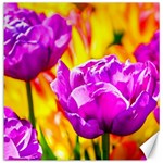 Violet Tulip Flowers Canvas 12  x 12  11.4 x11.56  Canvas - 1