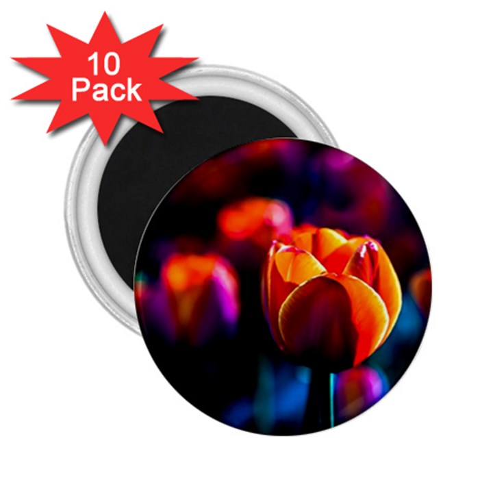 Red Tulips 2.25  Magnets (10 pack) 