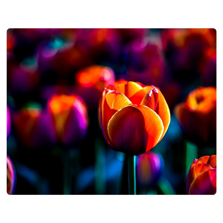 Red Tulips Double Sided Flano Blanket (Medium) 