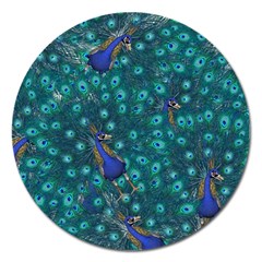 Peacocks Magnet 5  (round) by snowwhitegirl