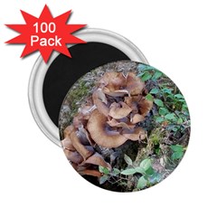 Abstract Of Mushroom 2 25  Magnets (100 Pack)  by canvasngiftshop