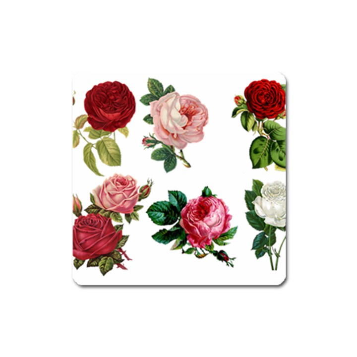 Roses 1770165 1920 Square Magnet