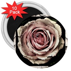 Vintage Rose 3  Magnets (10 Pack)  by vintage2030