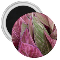 Pink Leaves 3  Magnets