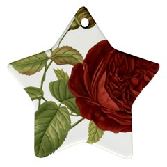 Rose 1077964 1280 Ornament (star) by vintage2030