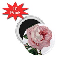 Rose 1078272 1920 1.75  Magnets (10 pack) 