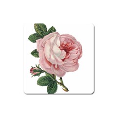 Rose 1078272 1920 Square Magnet