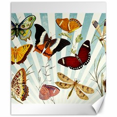 Butterfly 1064147 1920 Canvas 8  X 10  by vintage2030