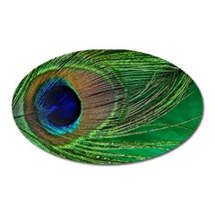 Peacock Feather Macro Peacock Bird Oval Magnet by Simbadda