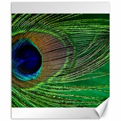 Peacock Feather Macro Peacock Bird Canvas 8  X 10  by Simbadda