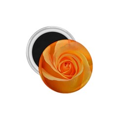 Flower Plant Rose Nature Garden 1 75  Magnets by Celenk