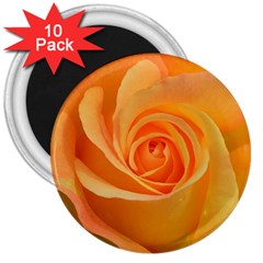 Flower Plant Rose Nature Garden 3  Magnets (10 Pack)  by Celenk