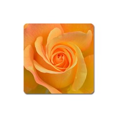 Flower Plant Rose Nature Garden Square Magnet by Celenk